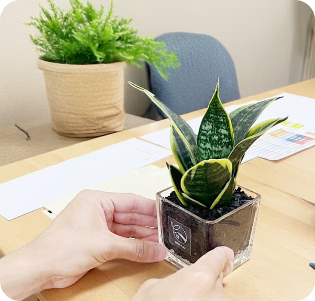 植物の植え替え作業